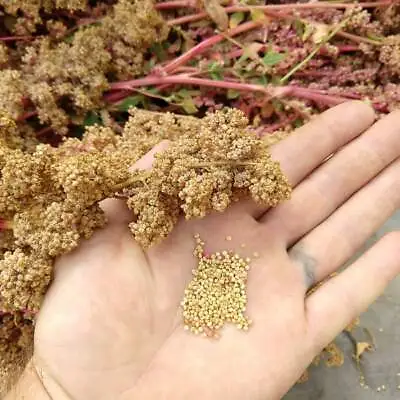 White Quinoa Seeds > Organic Tasmanian - 100gms  > Sprouting Microgreens Cooking • $11.40